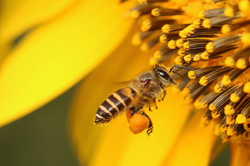 bees