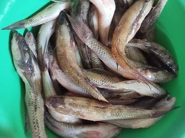 ကသပိုးငါး
