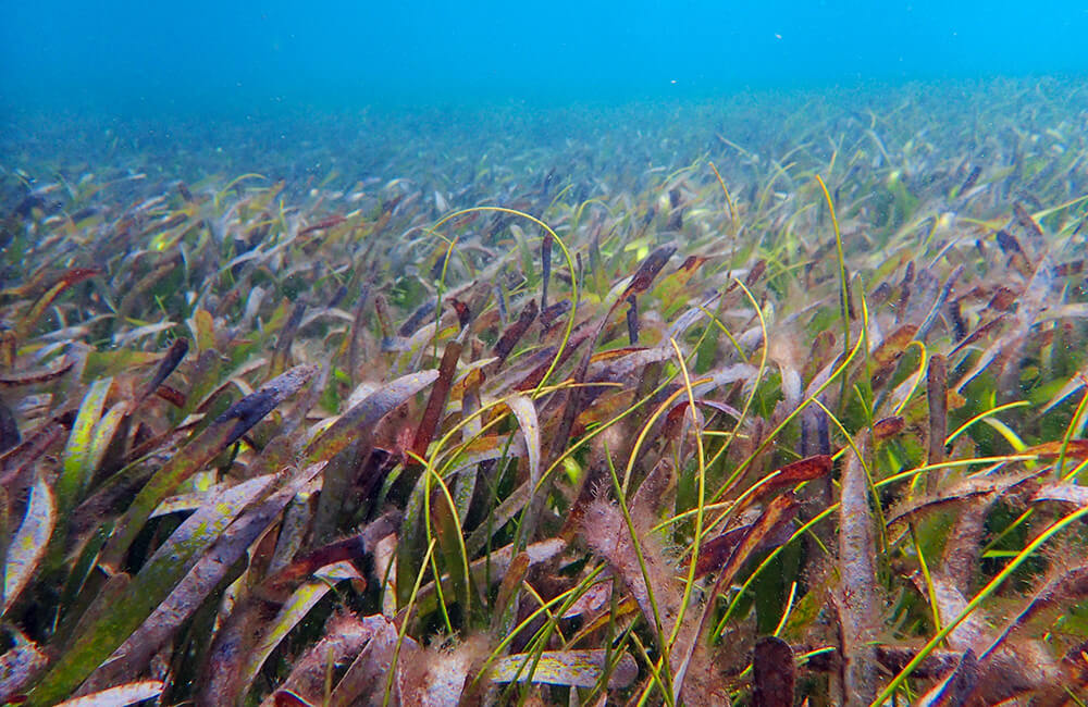 seagrass