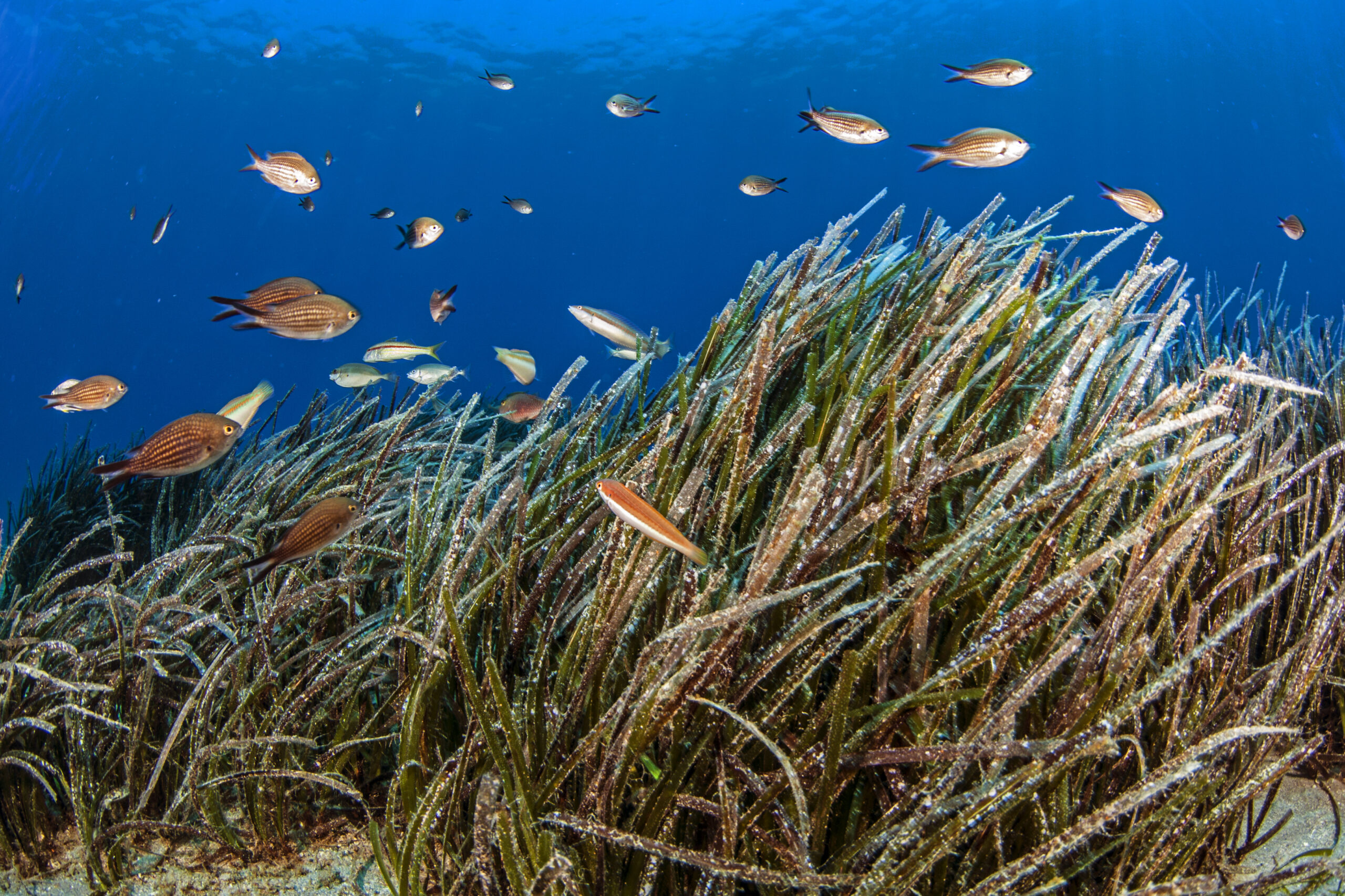 seagrass