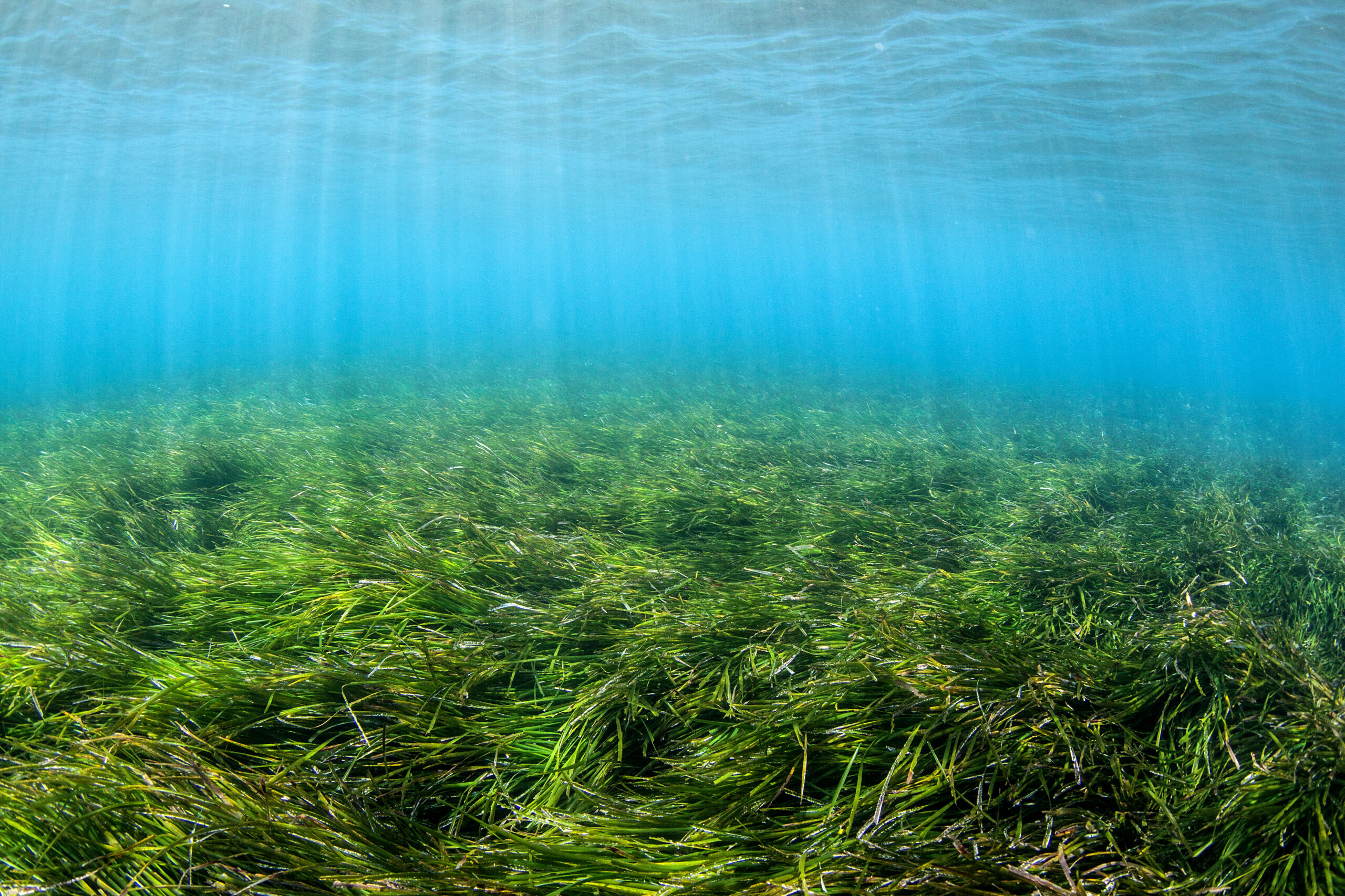 seagrass