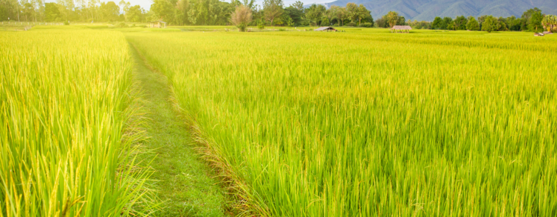 field