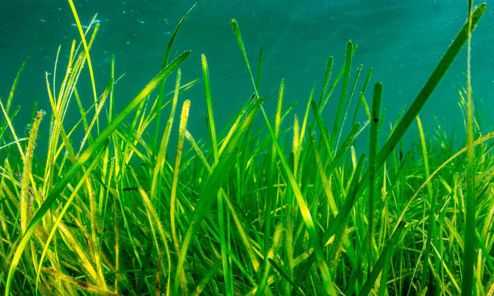 seagrass