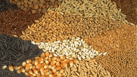 seed