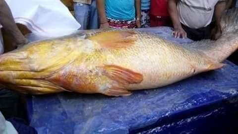 fish