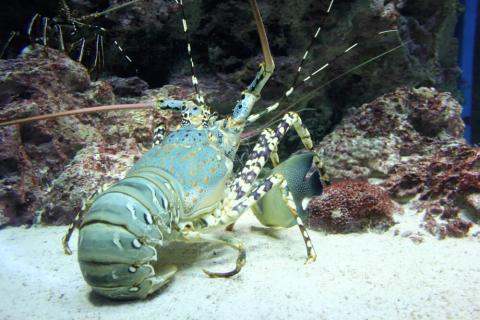 lobster