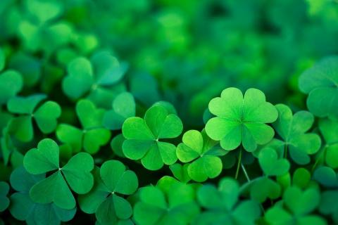 clover