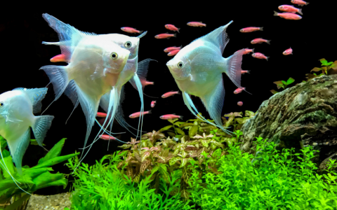 fish
