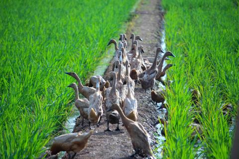 farm