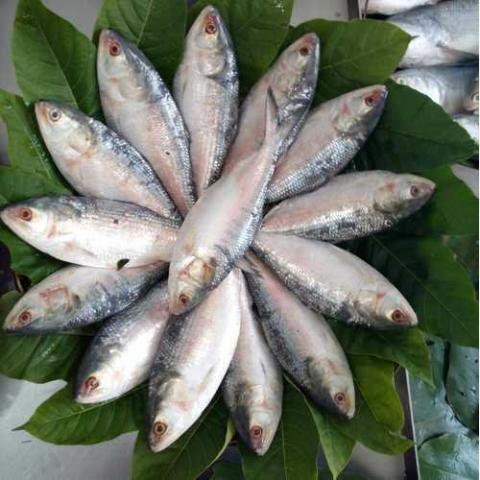 ငါးသလောက်