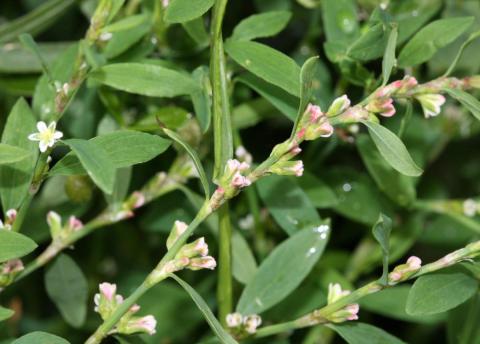 knot grass