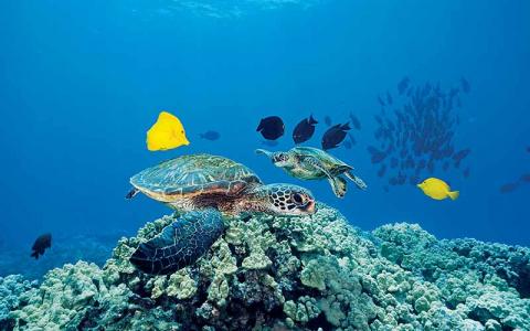 turtle
