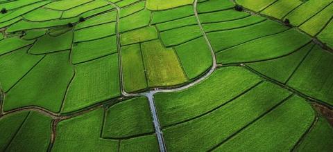 fields