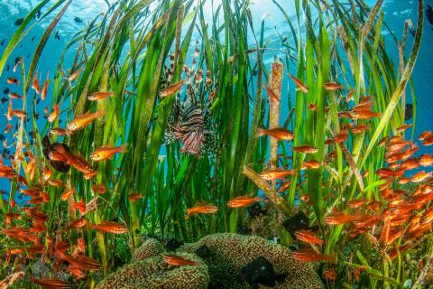 seagrass