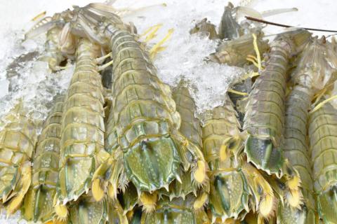 ကင်းပုစွန်