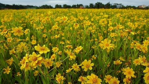 ပန်းနှမ်း