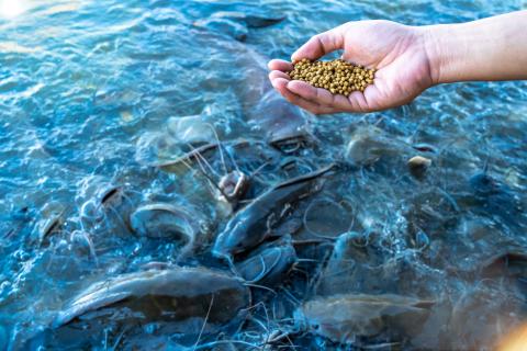 feeding fish
