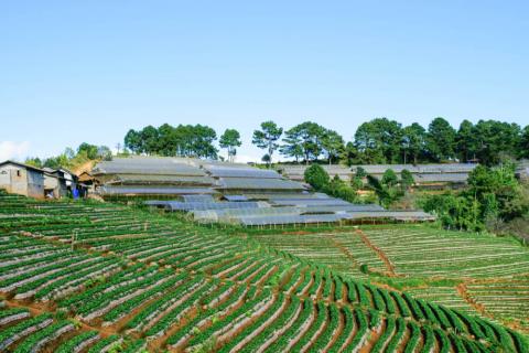 ရွှေ့ပြောင်းတောင်ယာ