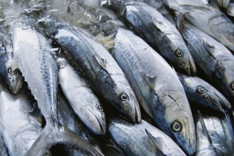 Spanish Mackerel