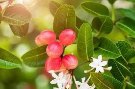 ခံသီးပင်