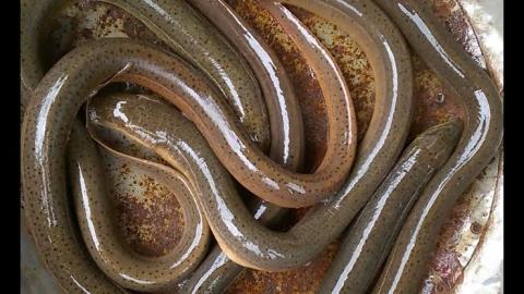 eel