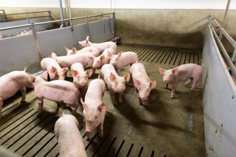 pig