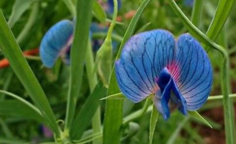 ပဲချဉ်ပေါင်