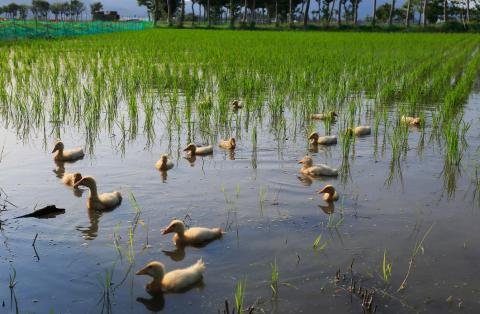 duck in the farm