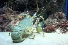 lobster