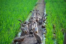 farm