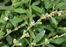 knot grass