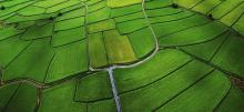 fields