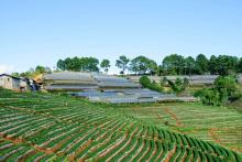 ရွှေ့ပြောင်းတောင်ယာ