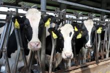 cow