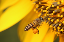 bees