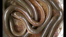 eel