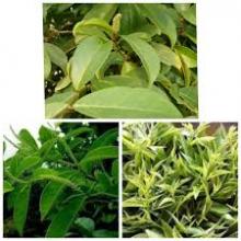 ကင်ပလင်းပင်