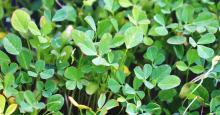 fenugreek