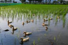 duck in the farm