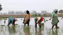 World rice supply threatened by Iran war, El Nino
