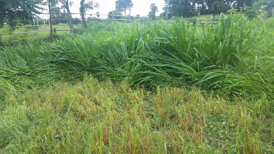 grass