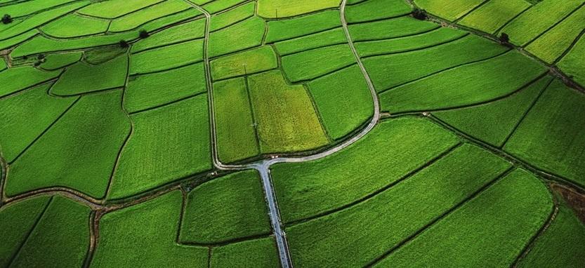 fields