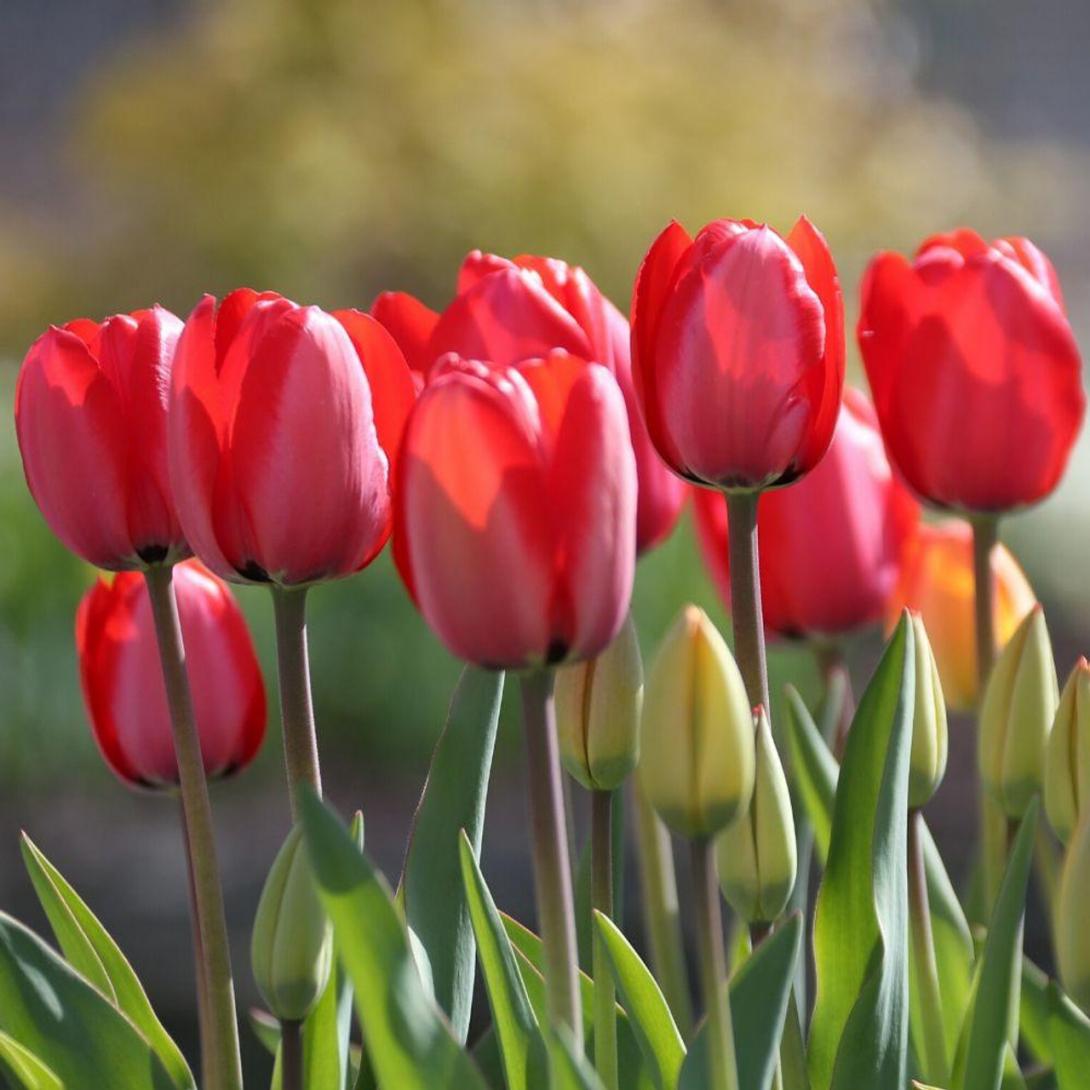 tulip