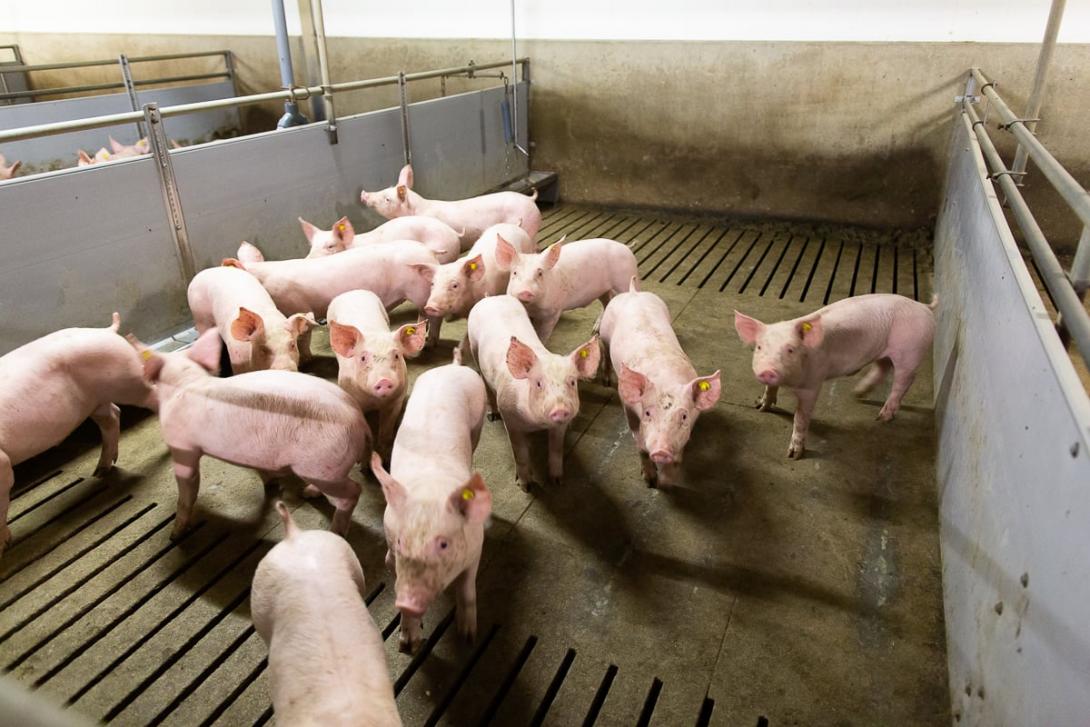 pig