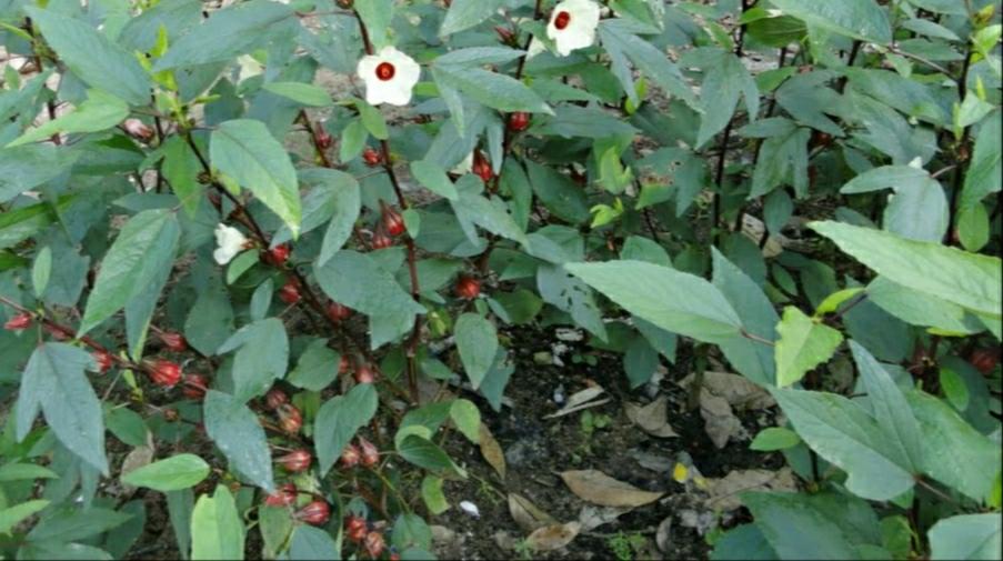 ချဉ်ပေါင်