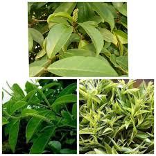 ကင်ပလင်းပင်