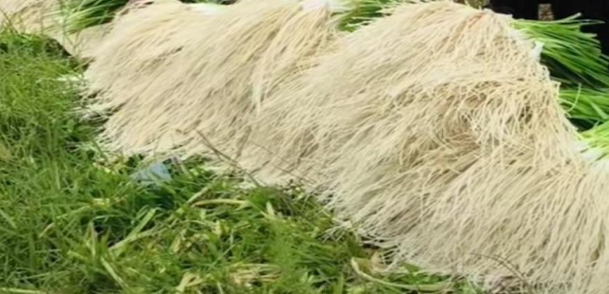 ဂျူးမြစ်