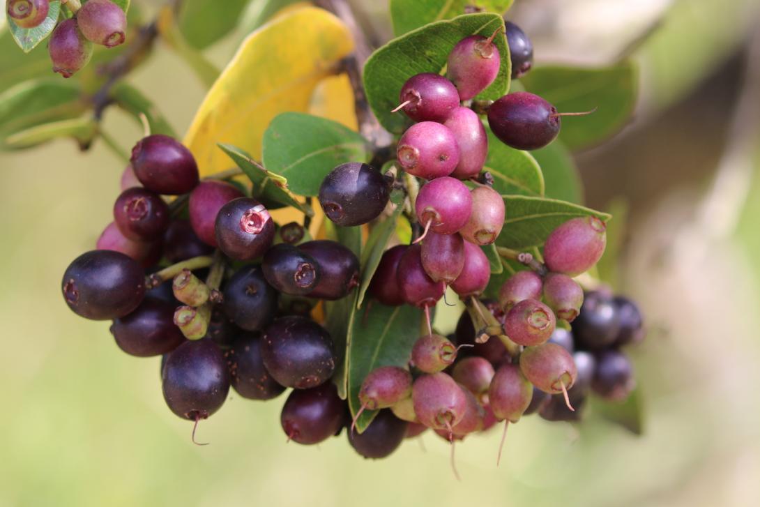 Ceylon Waterberry